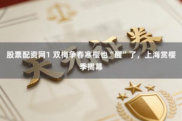 股票配资网1 双梅争春寒樱也“醒”了，上海赏樱季揭幕